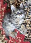 Ангорски котенца-бебенца с навици!