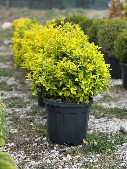 Camelia , Ienupar Tarator , Criptomeria , Photinia Vulcan, Evonymus