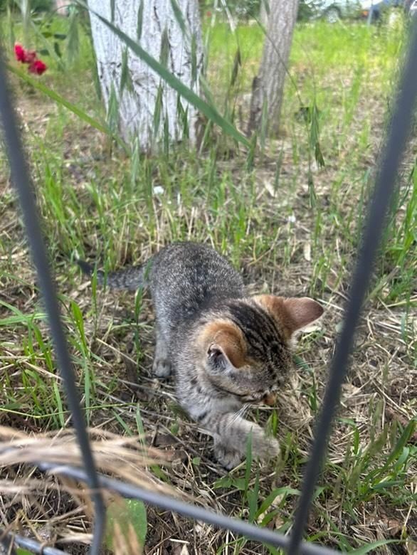 Pisici pt adoptie