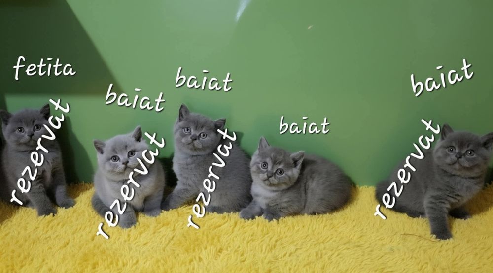 British shorthair baiat