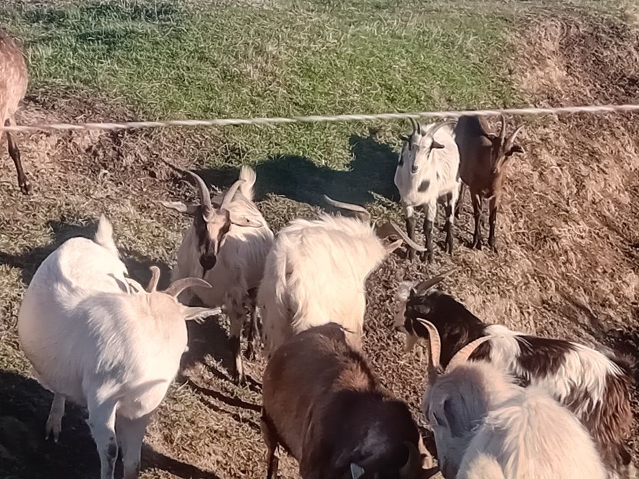 Capre pe vaci la schimb