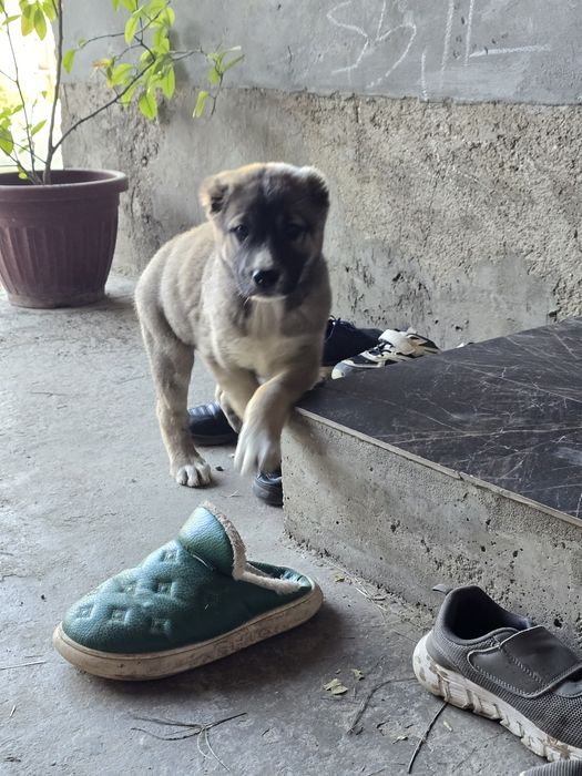 Алабай щенок очень добрый и игривый