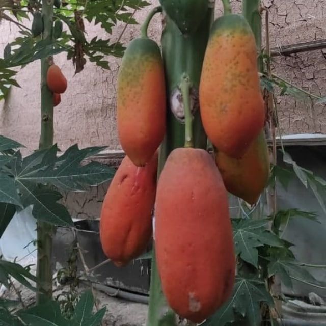 Papaya va banan ko'chatlari sotiladi