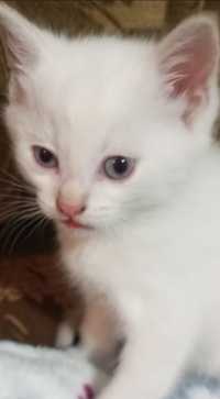 Белый котенок бронь. В июне подрастет