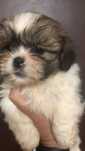Bichon havanez mascul