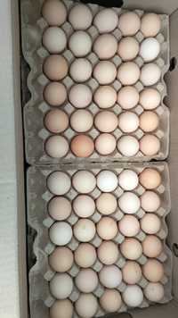 Домашние яйцо 1800