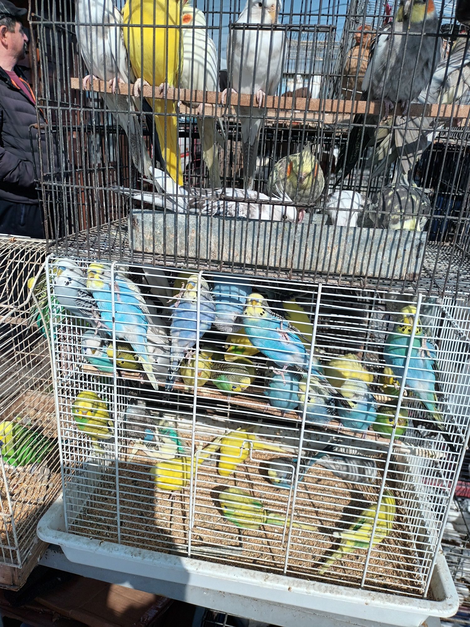 Vând   papagali peruși  pui și  adulți diferite culorisi colivii
