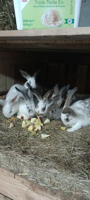 Pui de iepure de vanzare