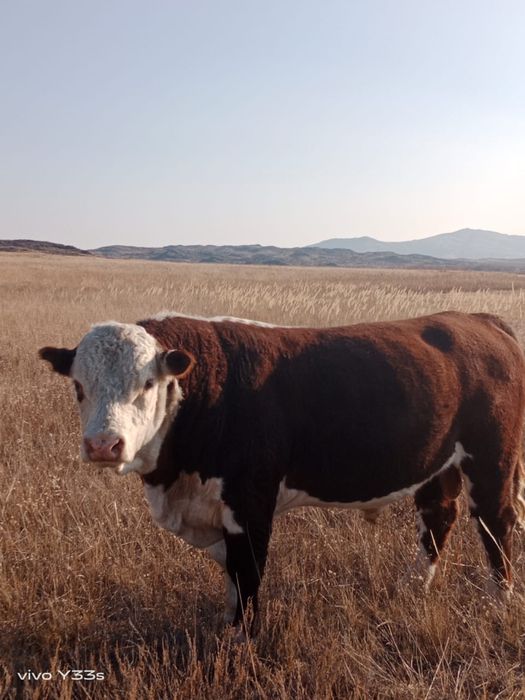 Ак бас бука сатылады