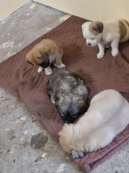 4 момичета и 1 момче Пекинези