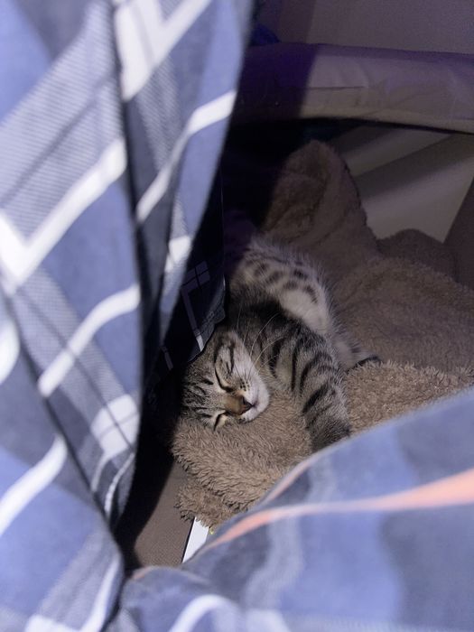 Отдам котенка в добрые руки