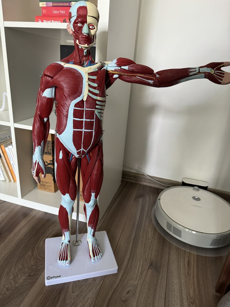 Model anatomie corpul uman