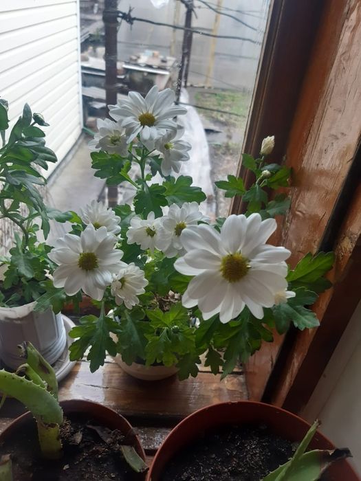 Хризантема белая  комнатная