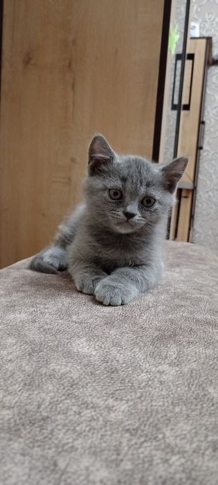 Скотиш страйт продаются