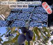 Prune Stanley pentru țuica - palinca