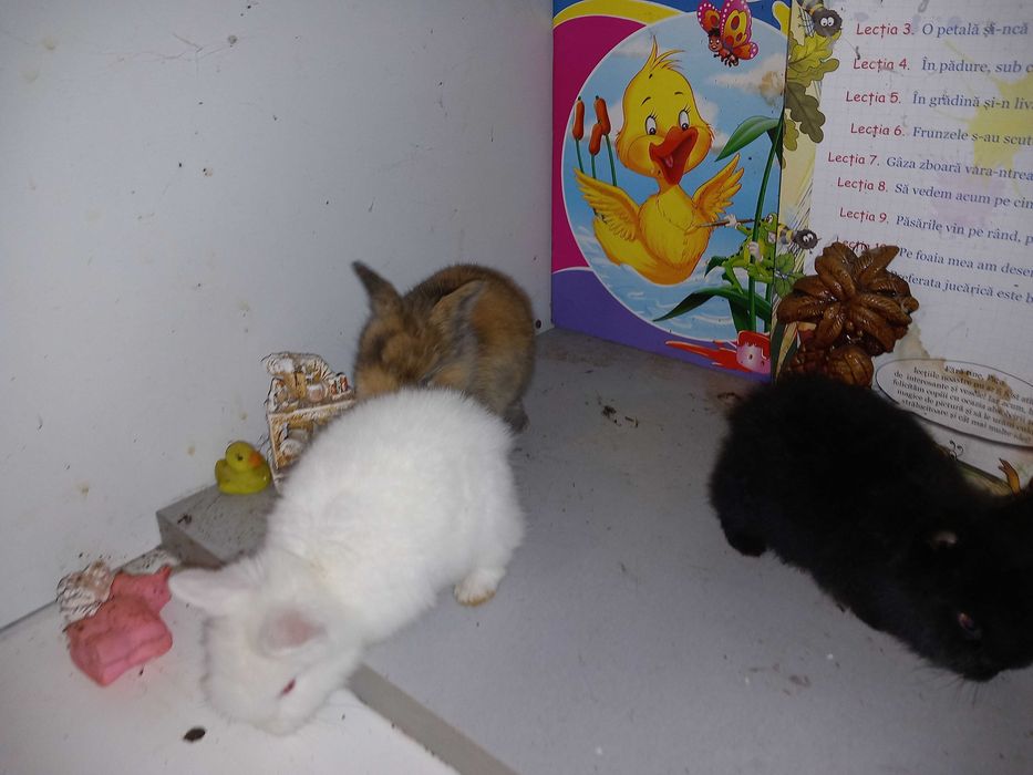 Iepurasi Mini Toys Iepuri Pitici de Companie