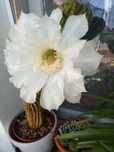 Cactus Echinopsis mamillosa