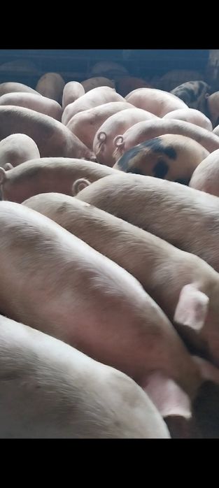 Продавам Бели Домашни Прасета