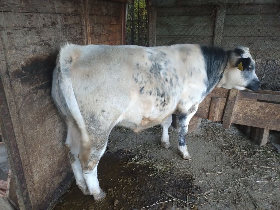 Vitel Albastru Belgian 6 luni jumate, peste 300kg