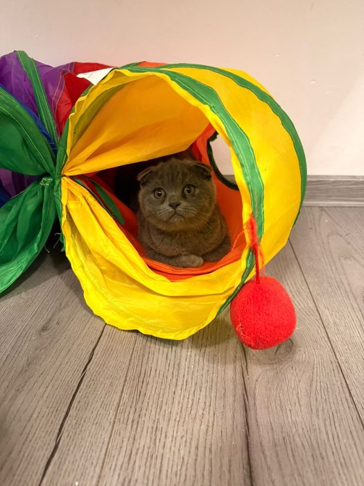 British Shorthair Blue