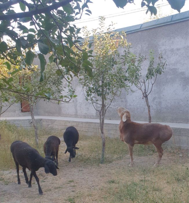 Arashan qirğiz toza zotli qõy sotiladi!