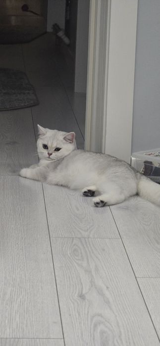 British shorthair cu pedigree