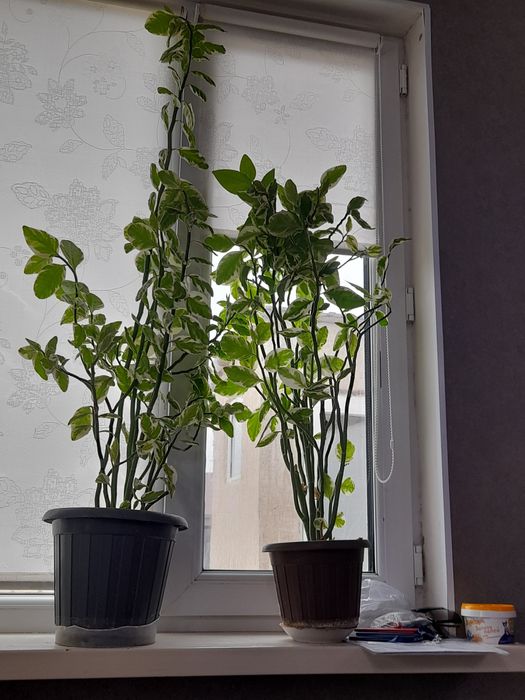 Цветы комнатные большие