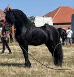 Vand Armasar Friesian -Frizian