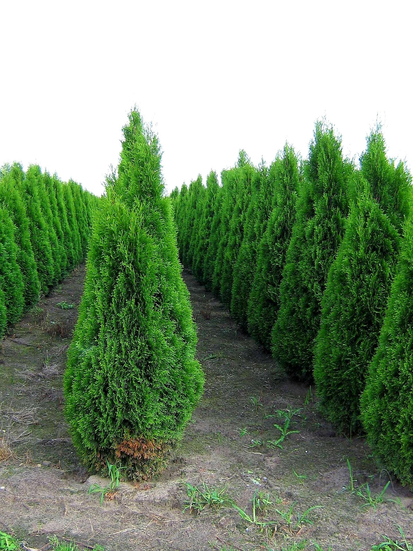 Vand tuia smarald, columnaris, leylandii, occidentalis, gard viu.