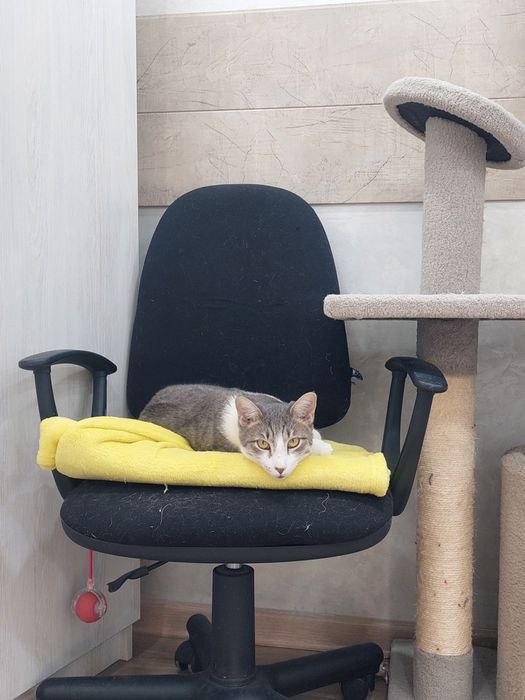 Кот мальчик кастрированный