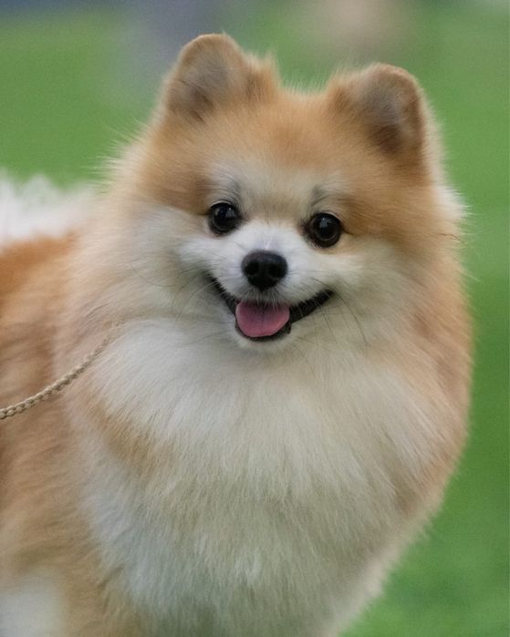 Красивый шпиц для вязки