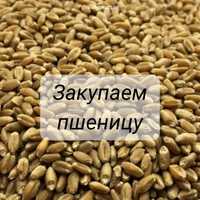 Неклассная пшеница