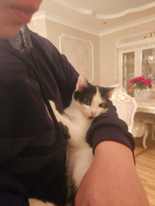 Отдам котят в дрбрые руки