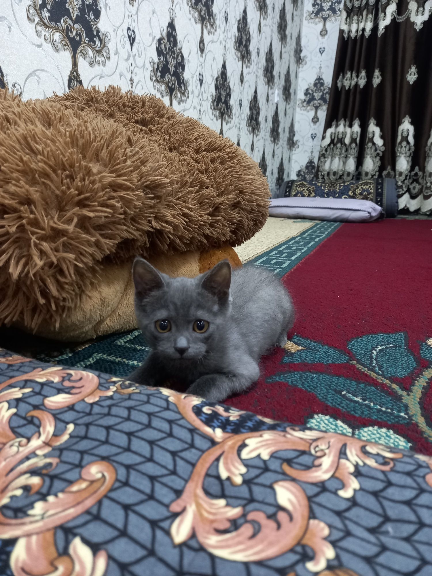 Skottish Strayt mushukchasi mehribon qo'llarga sotiladi