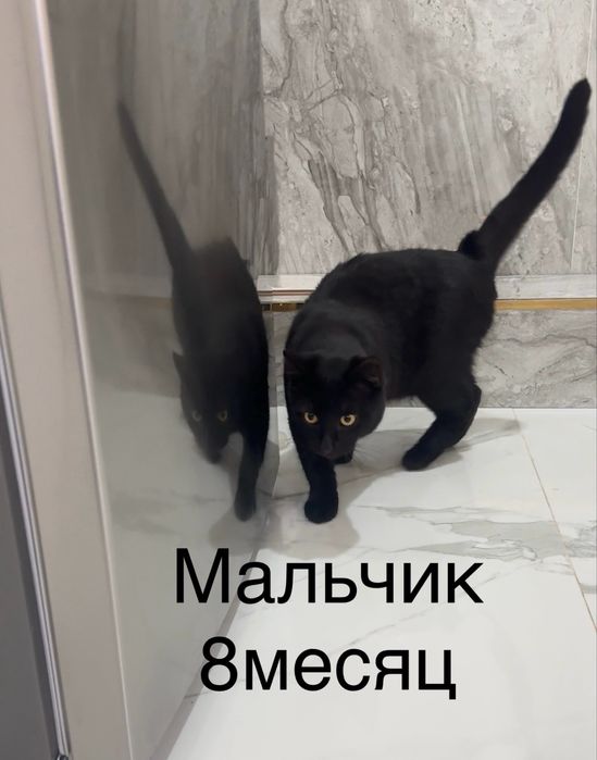 Отдаем В добрые руки