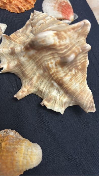 Морские ракушки для аквариума, для декора, для поделок