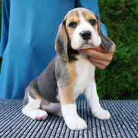 Beagle, mascul si femela la 2 luni