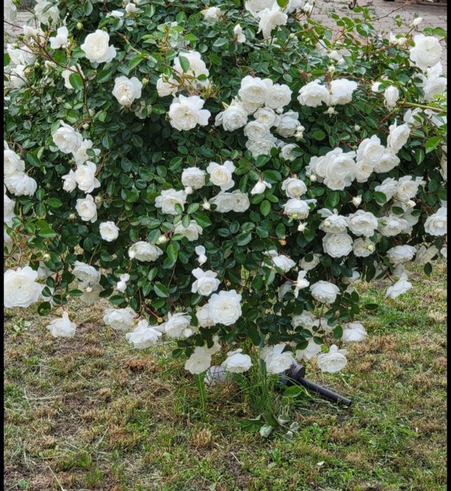 Casa cu TEREN 7.3 HECTARE Suceava