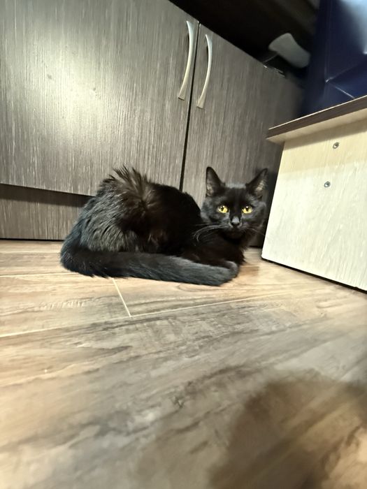 Кошечка Маша, стерилизована. 6 месяцев