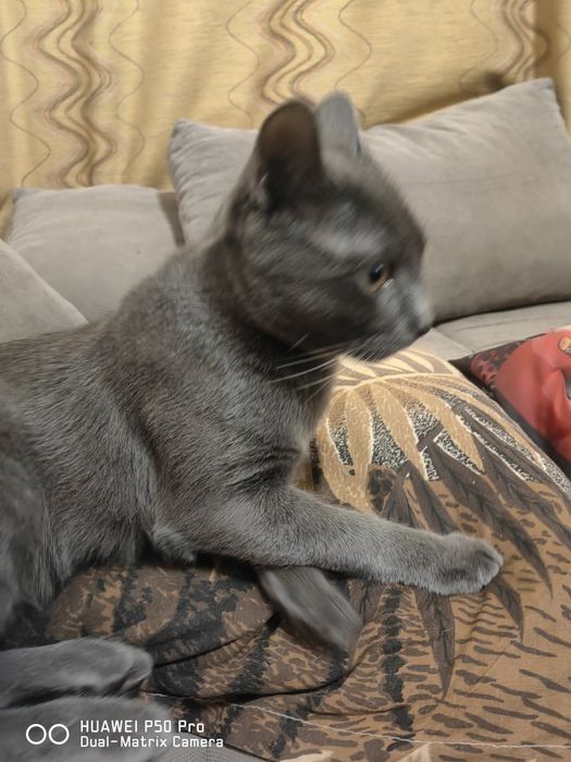 Руска Синя Котка с паспорт и ваксина