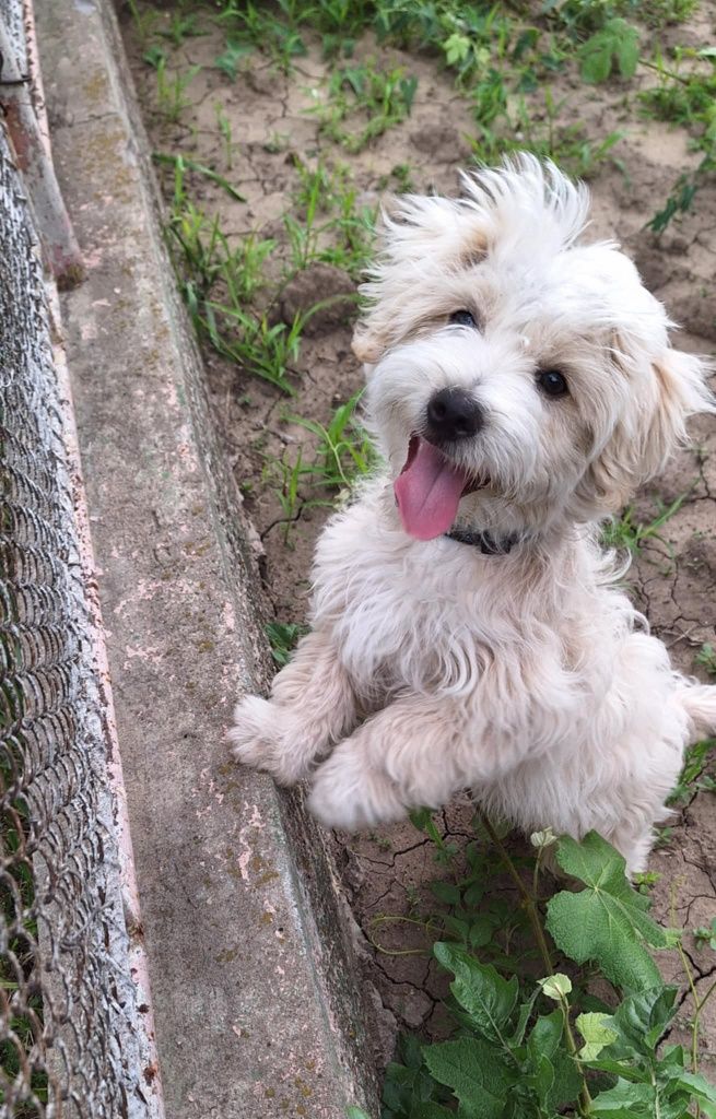 Oferta Bichon Maltez Mini Toy, baietel, la un pret modest