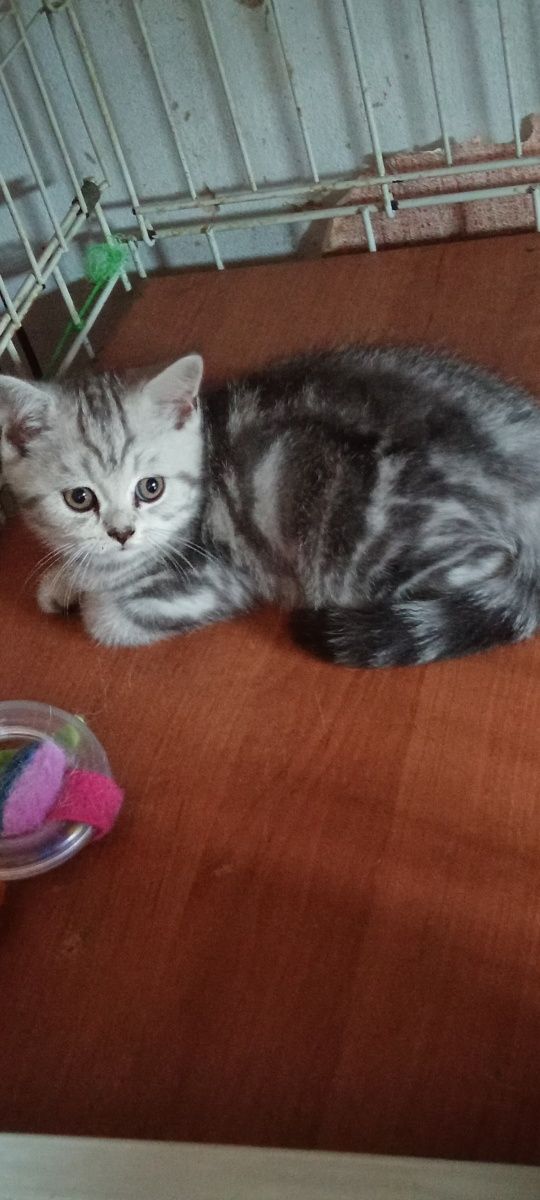 Продам шотладскую прямоухую кошечку .