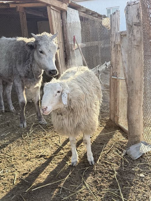 Қой тоқты 5ургашы 1 еркек оптомда сатылад