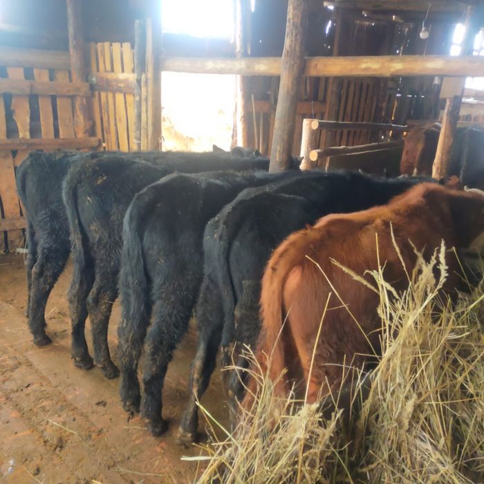 10 бычков по 360тыс  есть доставка