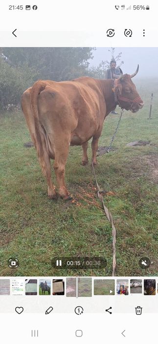Vaca cu vitea schimb cu oi