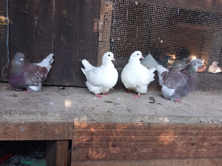 Porumbei Mondaini Filiași Dolj