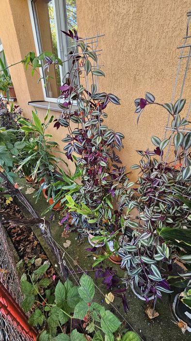 Vând plantă tradescantia zebrina