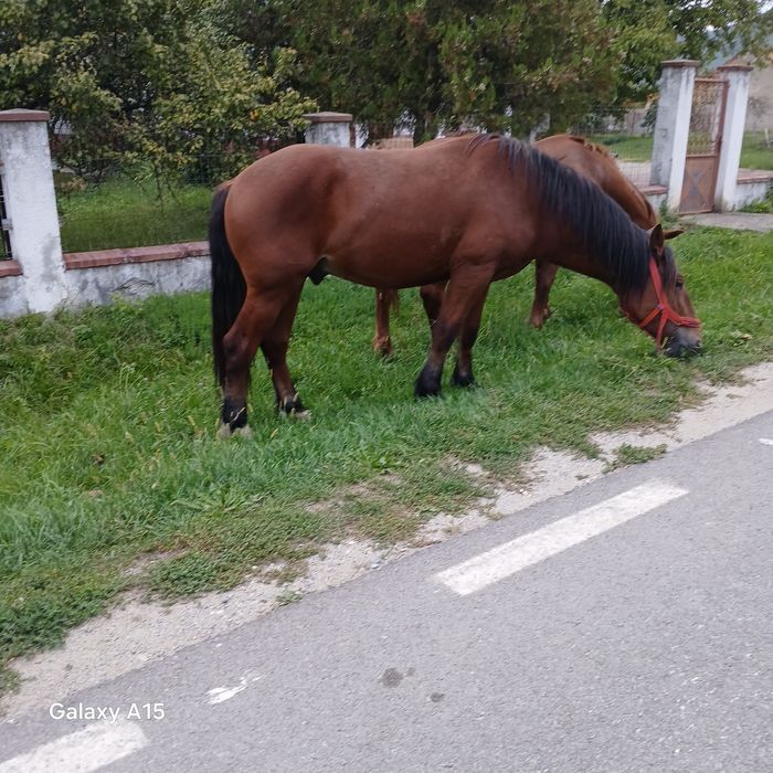 Vând mânz frumos și blând