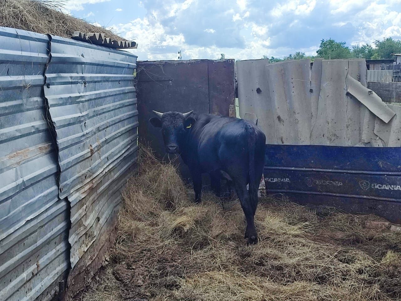 Продам быка, 1 год 2 месяца