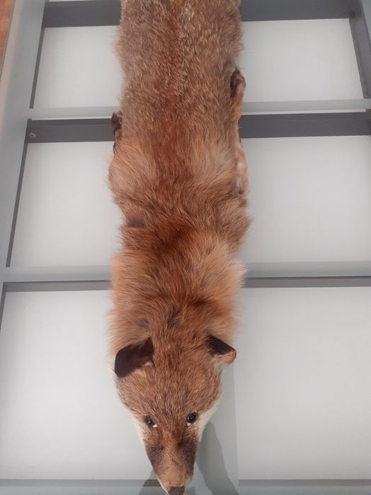 Яка от лисица естествен косъм цяла лисица